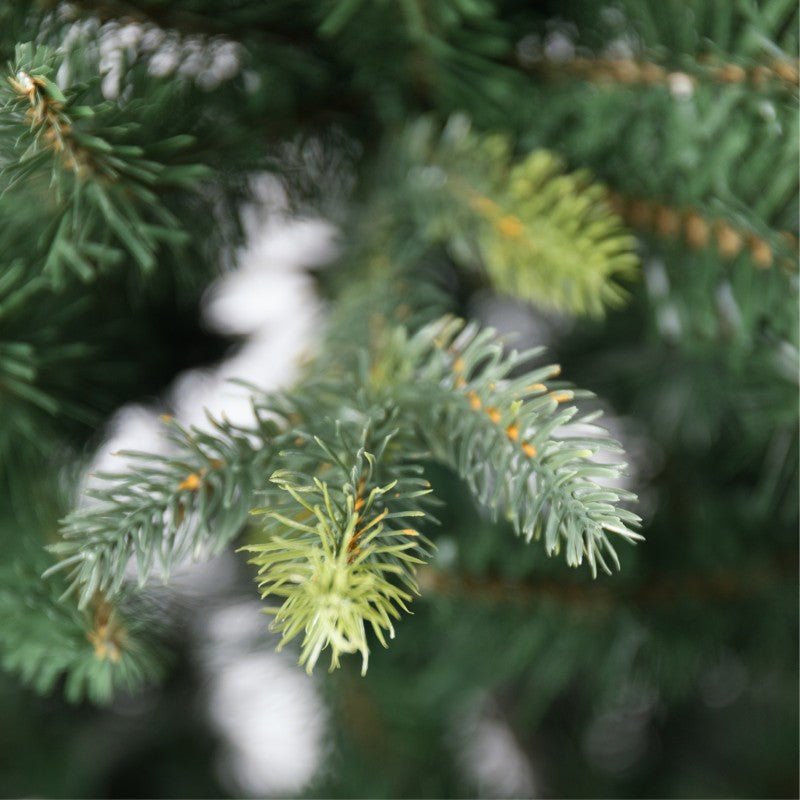 Albero di Natale Aspromonte tradizionale con chioma verde smeraldo – foto 2