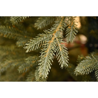 Albero di Natale Paneveggio in 100% PE Real Touch con chioma verde foltissima – foto 7